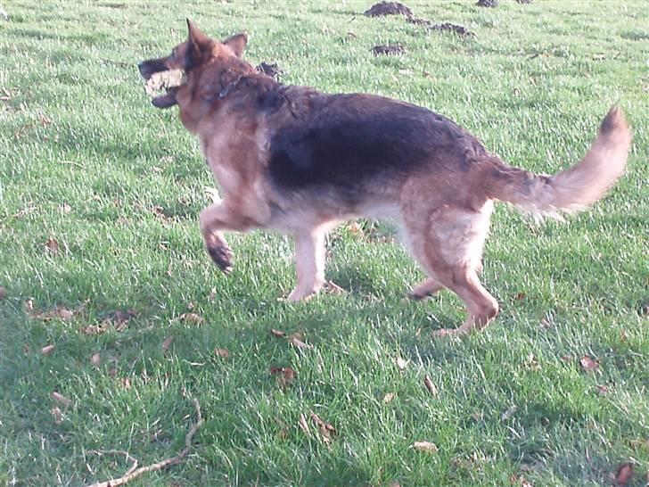 Schæferhund Dixi R.I.P - vi leger billede 3