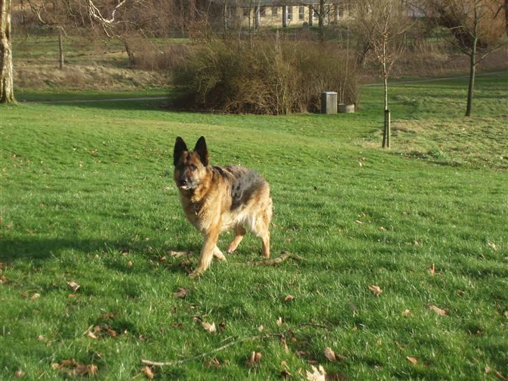 Schæferhund Dixi R.I.P - kom nuuu billede 4