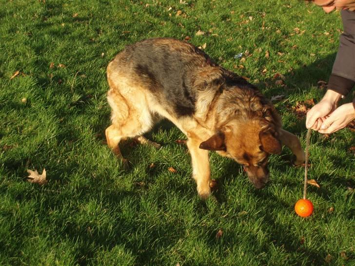 Schæferhund Dixi R.I.P - jeg tager den billede 5