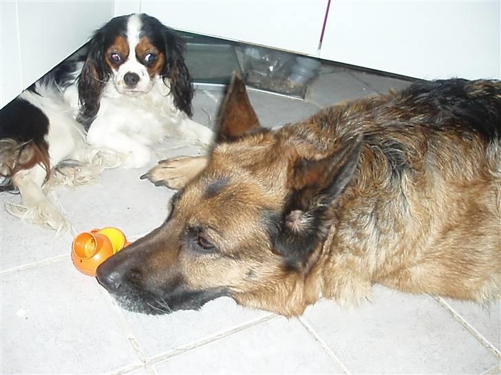 Schæferhund Dixi R.I.P - passer lige på fie billede 6