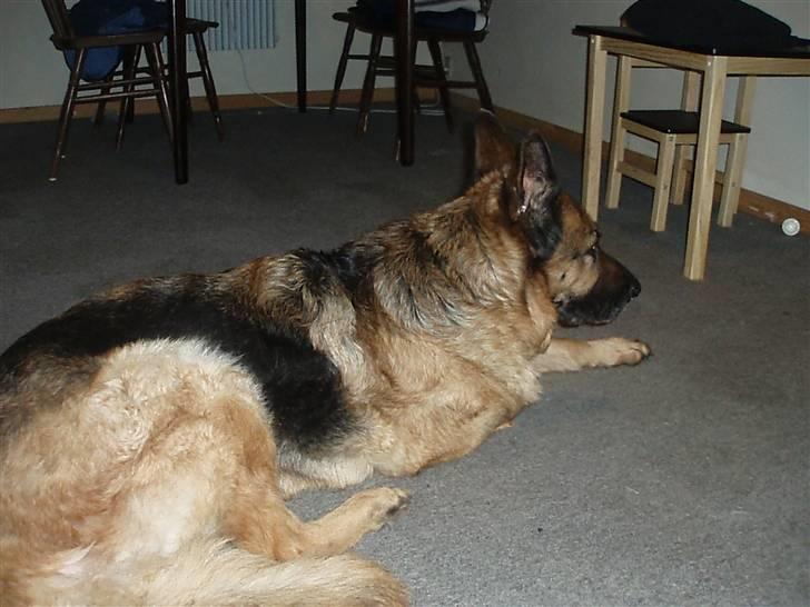 Schæferhund Dixi R.I.P - kommer der nogle billede 7