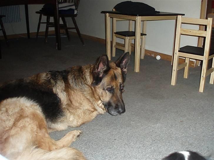 Schæferhund Dixi R.I.P billede 8