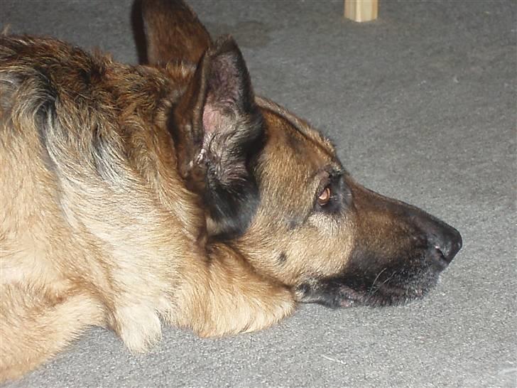 Schæferhund Dixi R.I.P billede 9