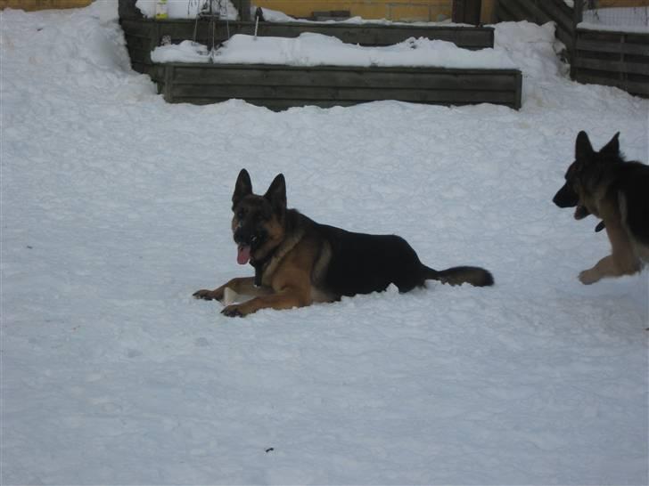 Schæferhund Rocky - rocky ligger lige i sneen og for en slapper!:) billede 11