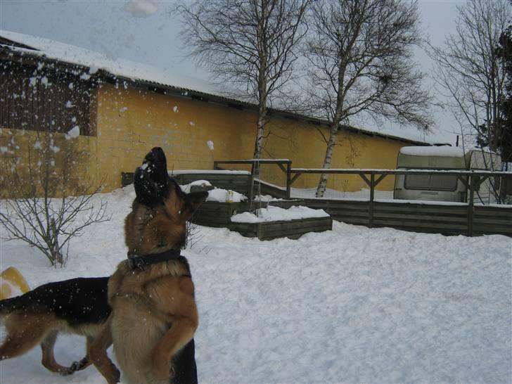 Schæferhund Rocky - KOMISK!! :D<3333 billede 12