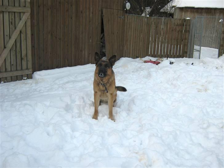 Schæferhund Rocky - Kast nu noget mere sne!!:) billede 13