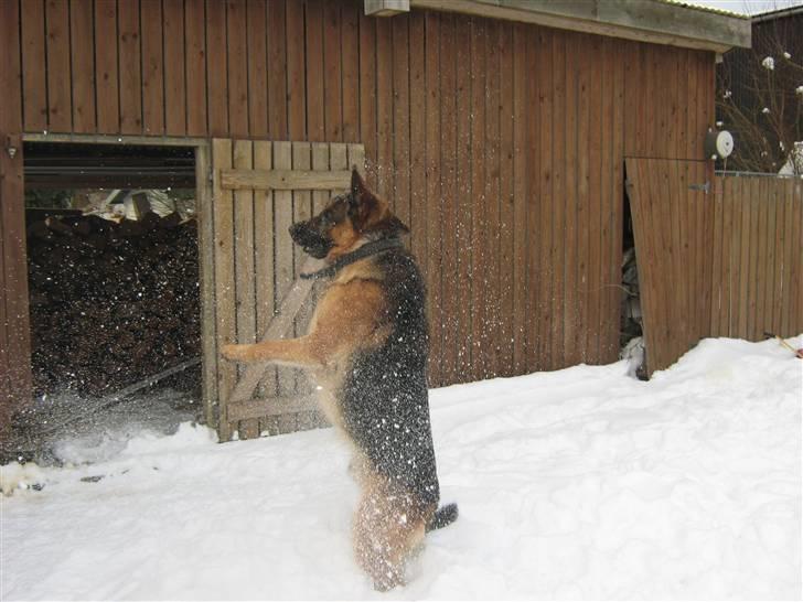 Schæferhund Rocky - se lige hvor stor jeg er!!!:)<33333 billede 14