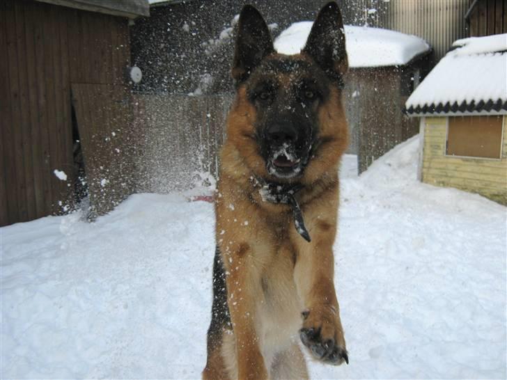 Schæferhund Rocky - HAHA!! han sprang lige ind i skærmen!!:)<333 billede 15