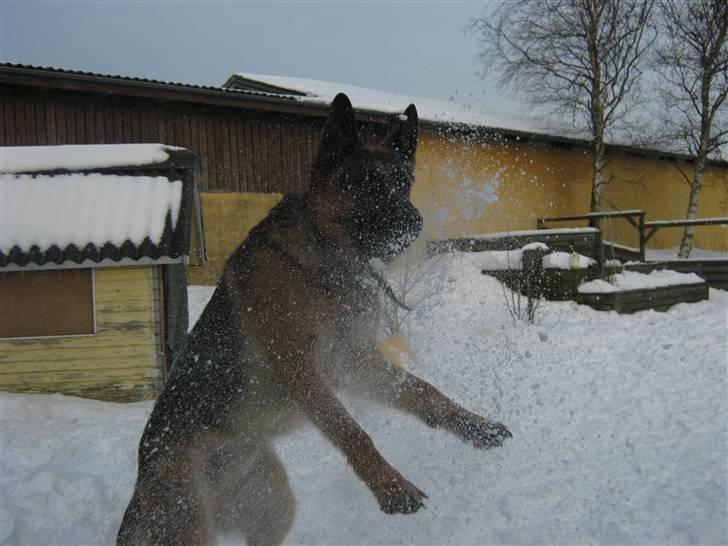 Schæferhund Rocky - Leg i sneen!;)  billede 16