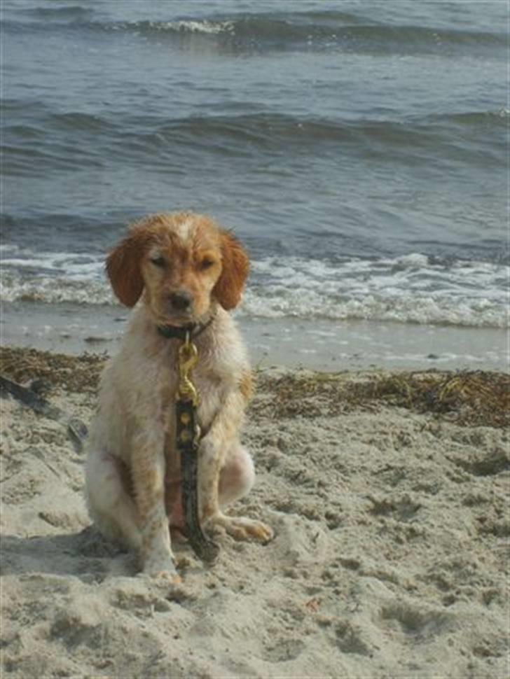 Breton Mille - nu er jeg jeg vil lege med Blondie billede 9