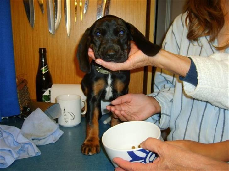 Bayersk vildtsporhund Maja - er jeg ikke sød<3 billede 8