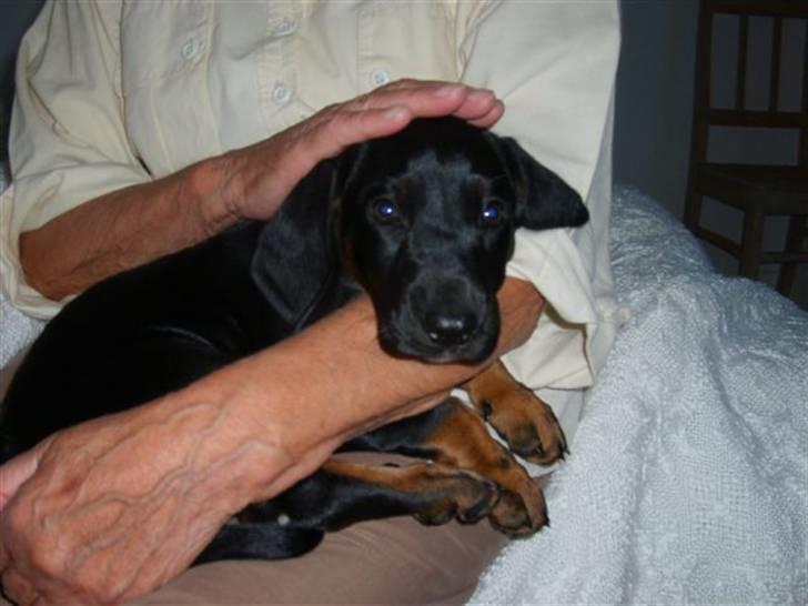 Bayersk vildtsporhund Maja - jeg er så sød billede 9