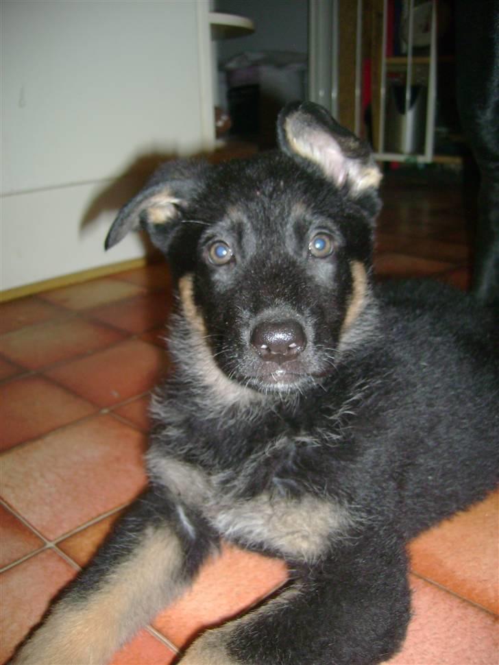 Schæferhund Ubi - Er Ubi mig? billede 4