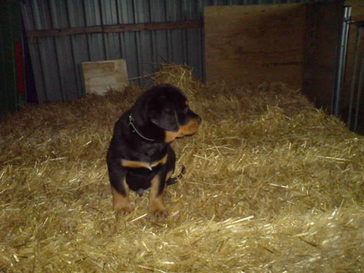 Rottweiler Cæsar - På toppen af høballerne har jeg overblik over det hele :-) billede 17