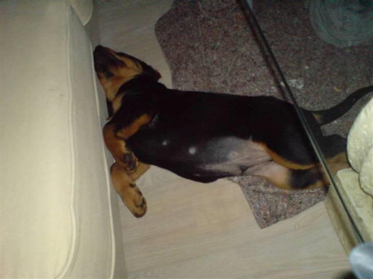 Rottweiler Cæsar - Hold da op jeg er træt ZZzzz billede 18