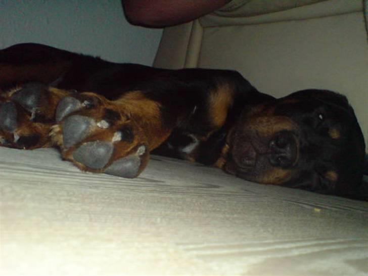 Rottweiler Cæsar billede 19