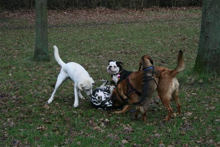 Engelsk bulldog Qupios Suprice Mille - Jeg leger lige med nogel af mine venner:-) billede 6