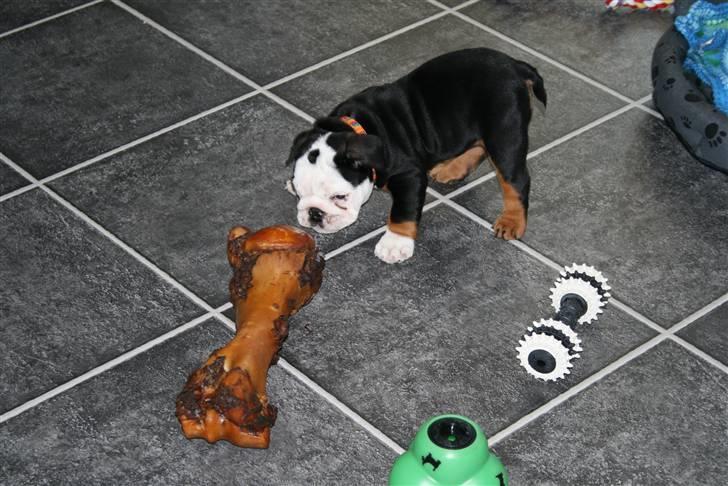 Engelsk bulldog Qupios Suprice Mille - Se lige det dejlige ben min mor og far havde købt til mig da jeg kom hjem til dem. billede 7