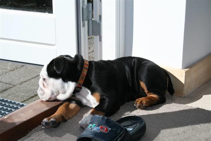 Engelsk bulldog Qupios Suprice Mille - Holder lige øje med min have billede 8