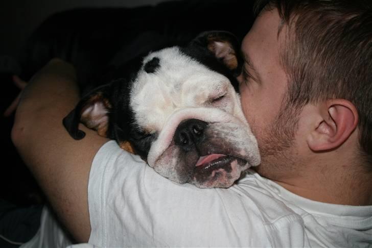 Engelsk bulldog Qupios Suprice Mille - Far gir super gode putte krammere billede 9