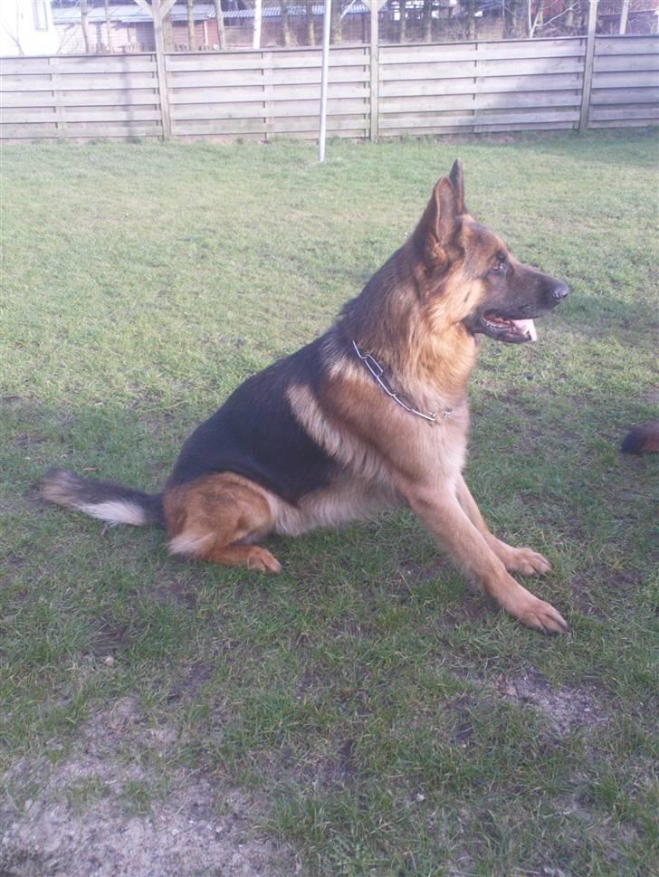 Schæferhund Sacko R.I.P :'( billede 13
