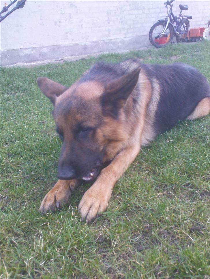 Schæferhund Sacko R.I.P :'( - Dø ben dø!!<3 foto Mig<3 billede 14
