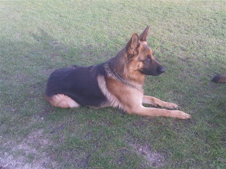 Schæferhund Sacko R.I.P :'( - Hvad er det han laver? billede 15