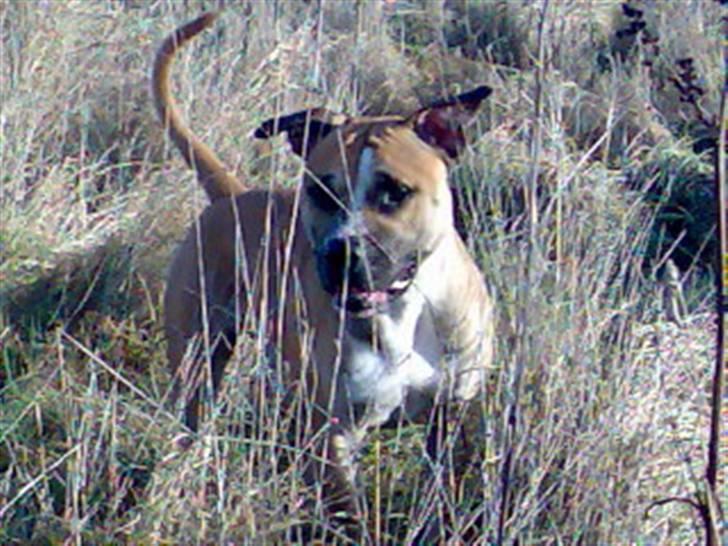 Amerikansk staffordshire terrier Monster - Monster i sit es på marken... billede 1