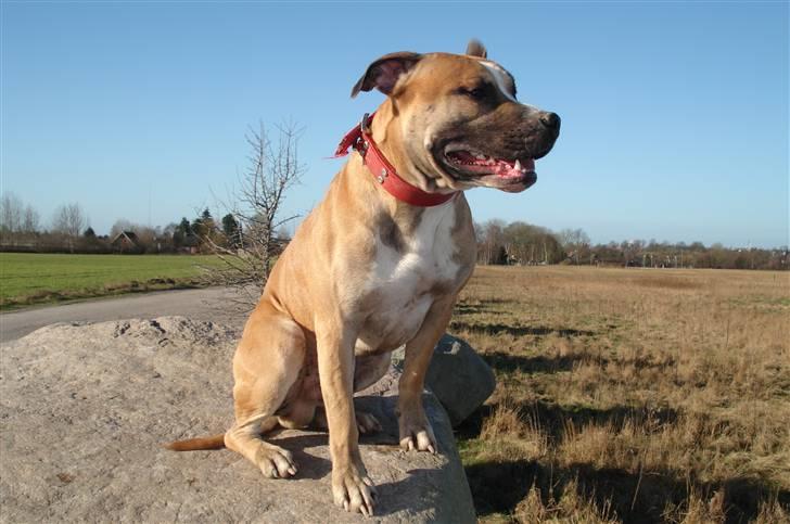 Amerikansk staffordshire terrier Monster billede 2