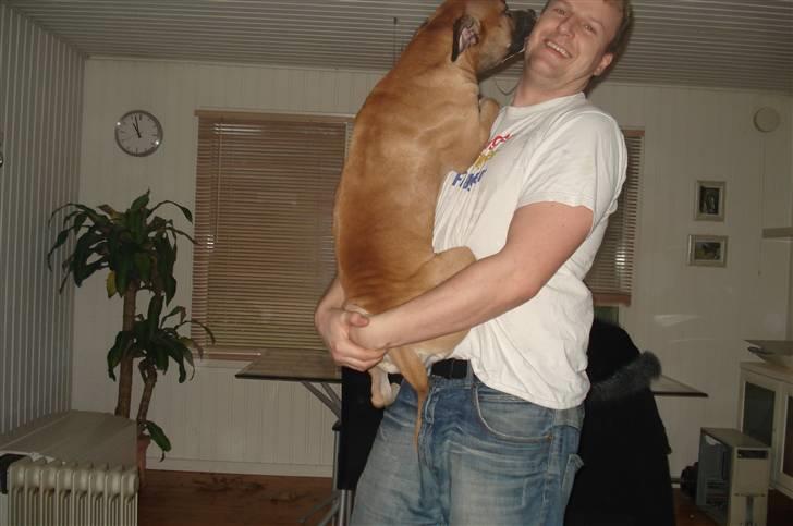 Amerikansk staffordshire terrier Monster - Min elskede far... billede 3