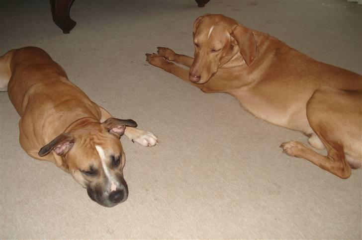 Amerikansk staffordshire terrier Monster - Monster og Xaro billede 4