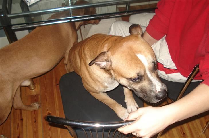 Amerikansk staffordshire terrier Monster - Jeg vil også op på stolen, mor billede 5