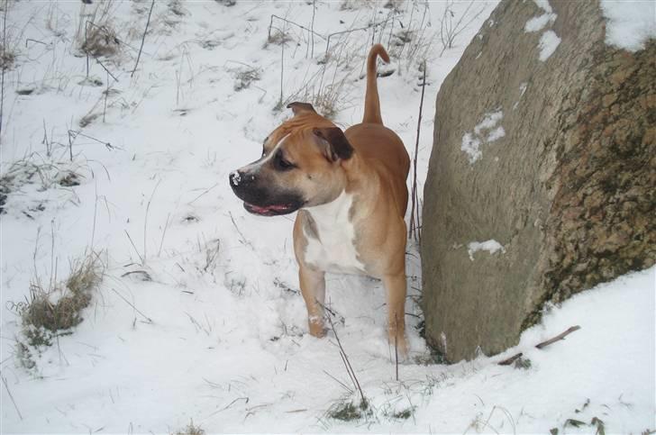 Amerikansk staffordshire terrier Monster billede 6