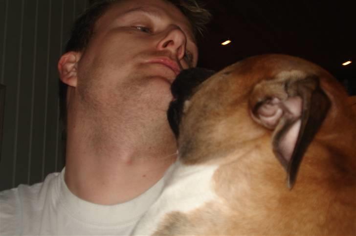 Amerikansk staffordshire terrier Monster - Du er den bedste, far billede 7