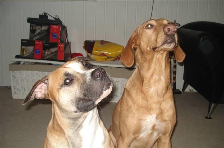 Amerikansk staffordshire terrier Monster billede 8