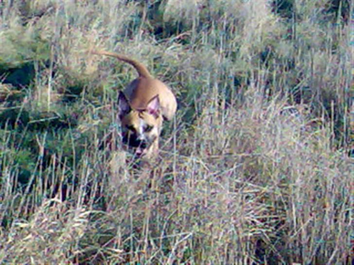 Amerikansk staffordshire terrier Monster billede 9