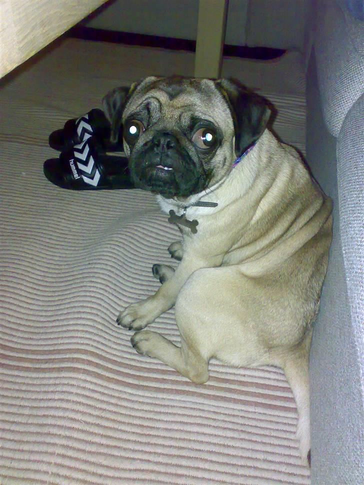 Mops Louis - Sikke en personlighed billede 4