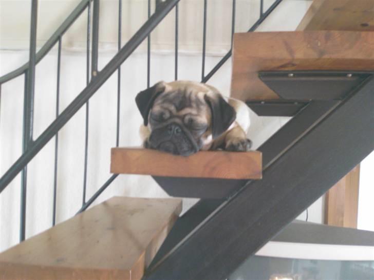 Mops Louis - Enhver kan da falde i søvn på trappen :) billede 5