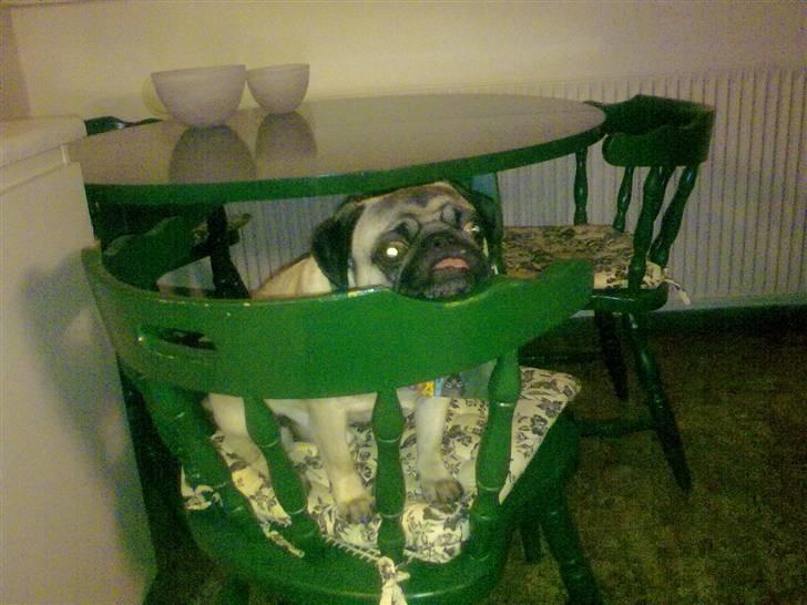 Mops Louis - Hårdt at være i køkkenet med mor billede 6