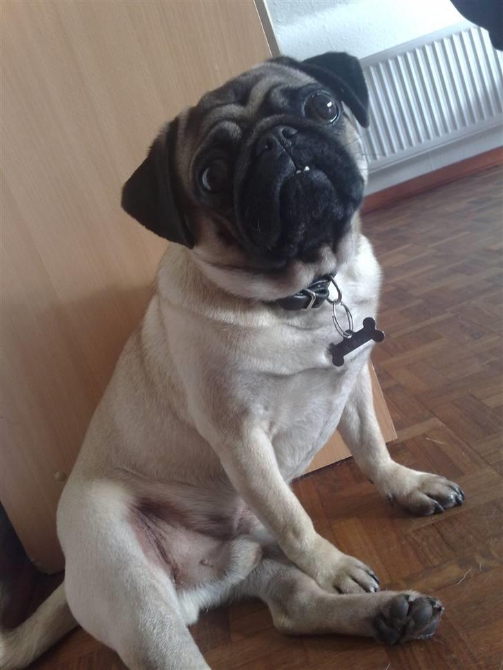 Mops Louis billede 7