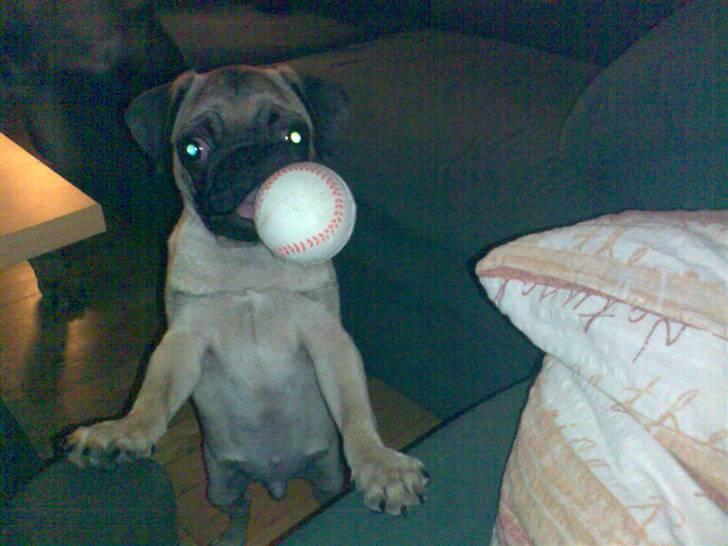 Mops Louis - ½ år gammel billede 8