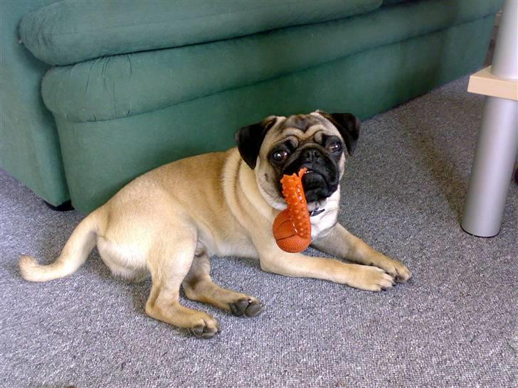 Mops Louis billede 9