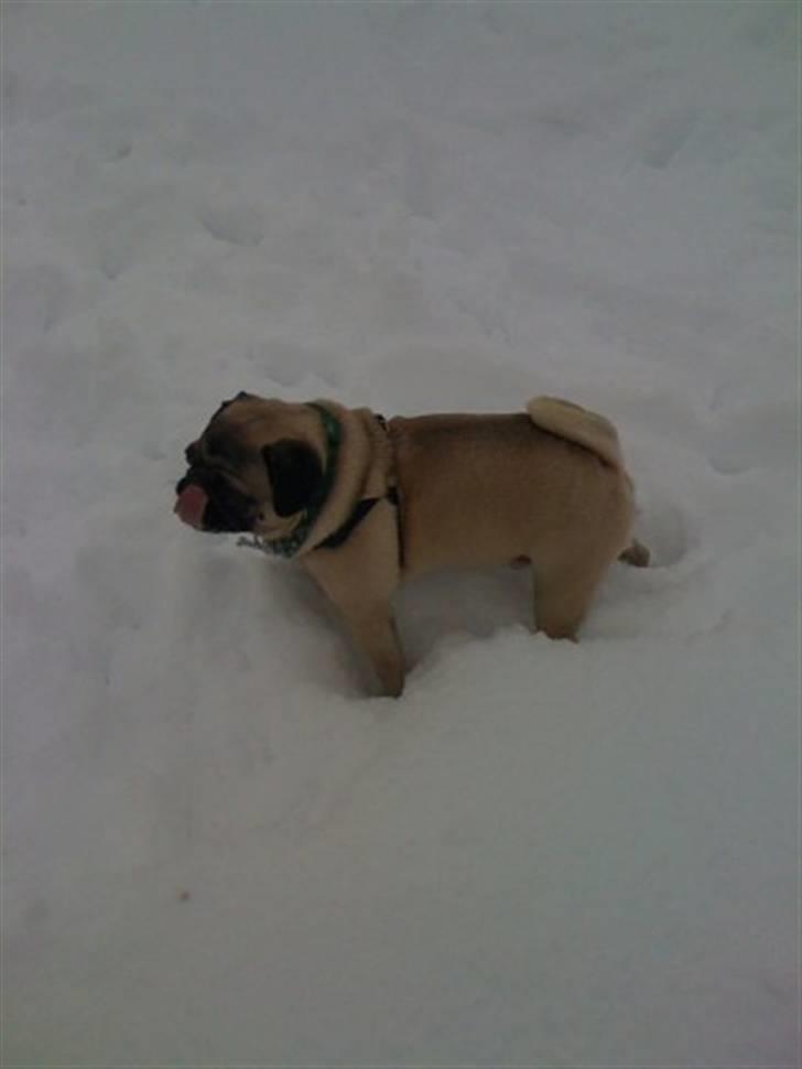 Mops Louis - Louis i sneen billede 10