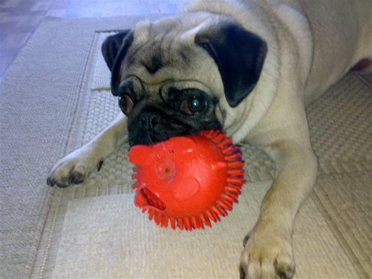 Mops Louis - Godt at putte på billede 11