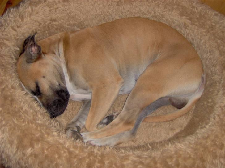 Amerikansk staffordshire terrier Monster billede 10