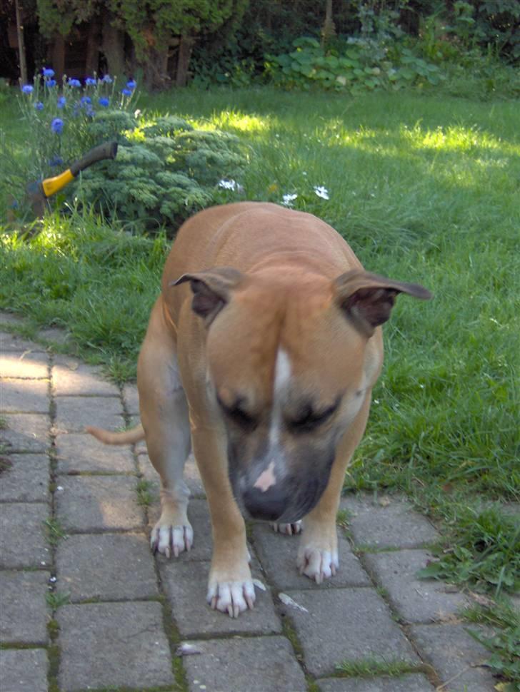 Amerikansk staffordshire terrier Monster billede 11