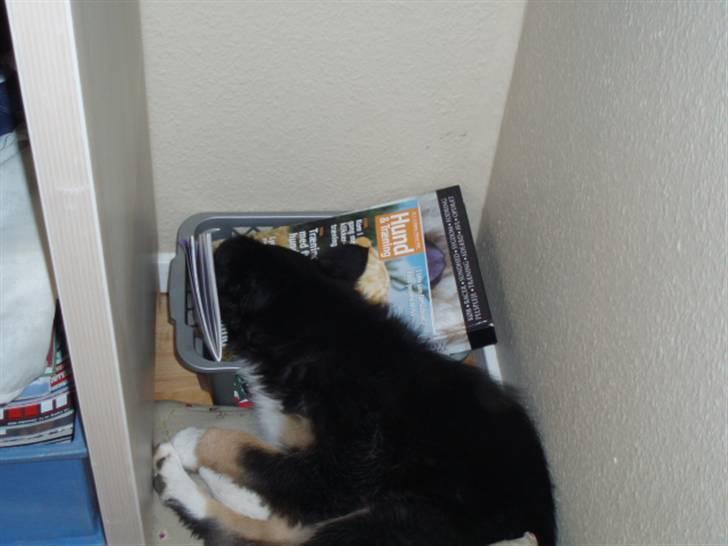 Border collie Sheila R.I.P - læser lige hunden billede 28