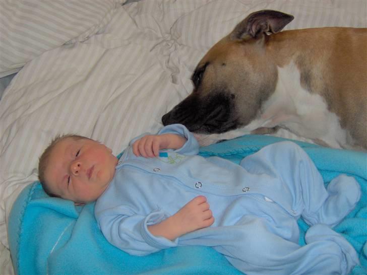 Amerikansk staffordshire terrier Monster billede 12