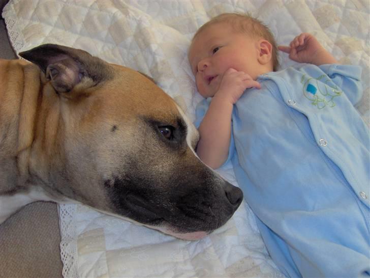 Amerikansk staffordshire terrier Monster billede 13