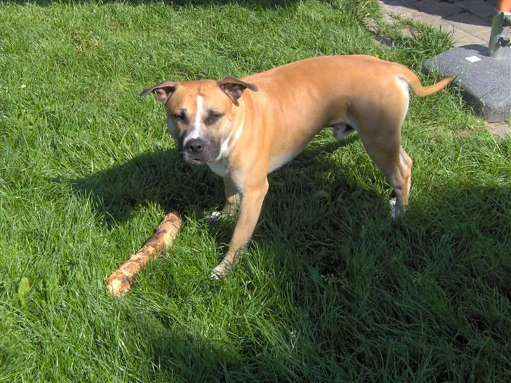 Amerikansk staffordshire terrier Monster billede 14